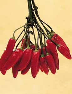 peperoncino
